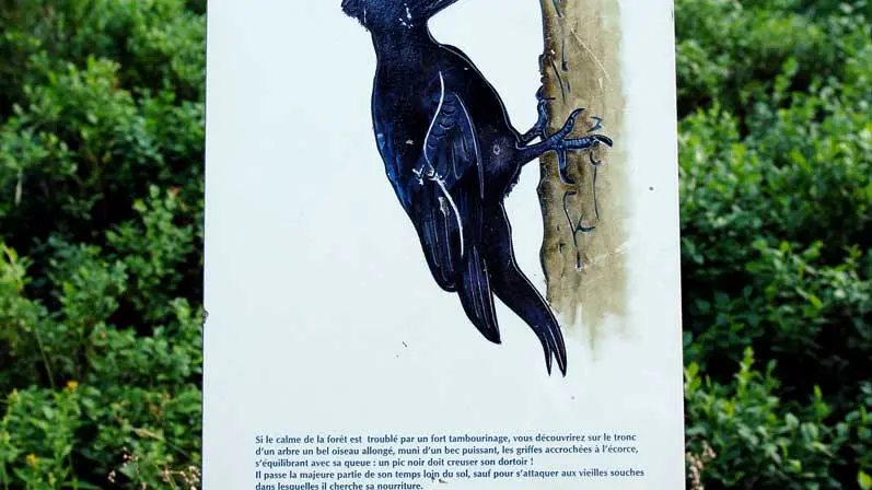 Sentier des oiseaux Châtel
