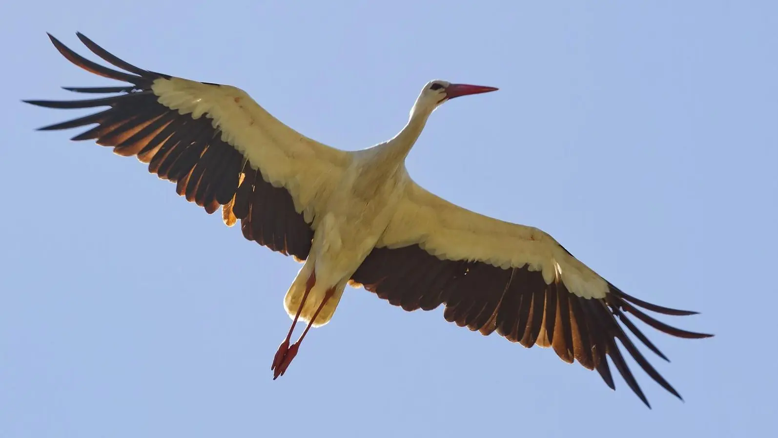 CIGOGNE SUR LES RIZIERES