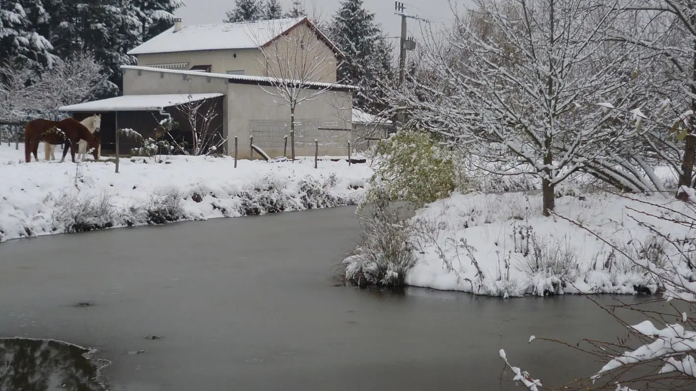 paysage d'hiver avec vue donnant sur le pré avec les chevaux et l'étang .
