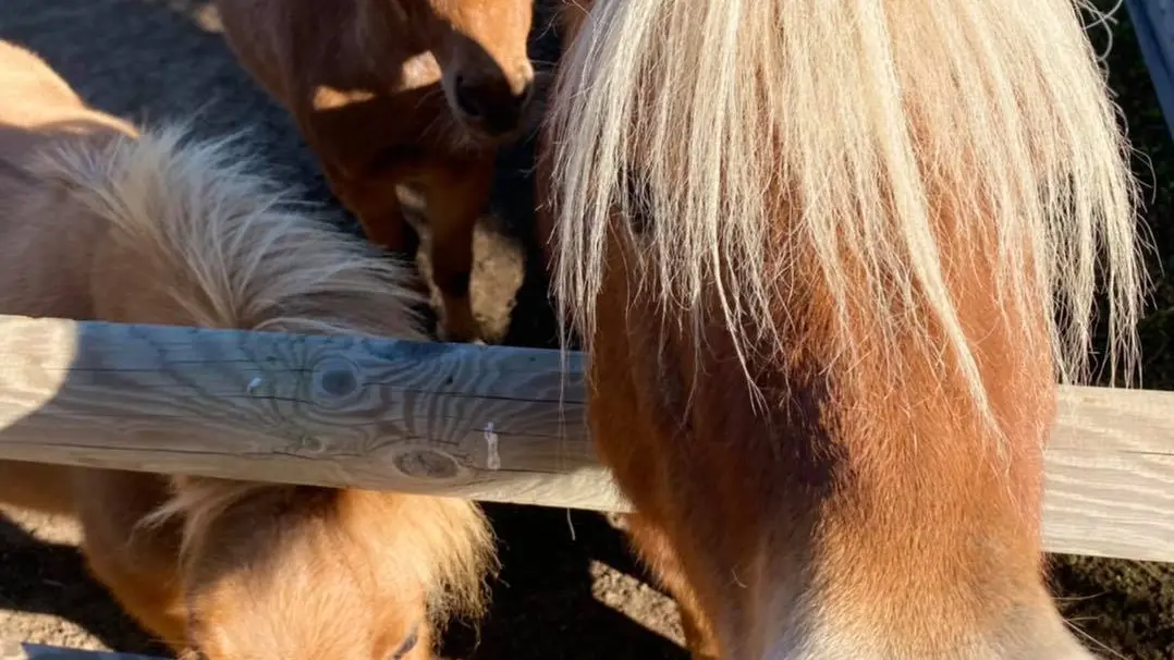 Balade à poney Idefix