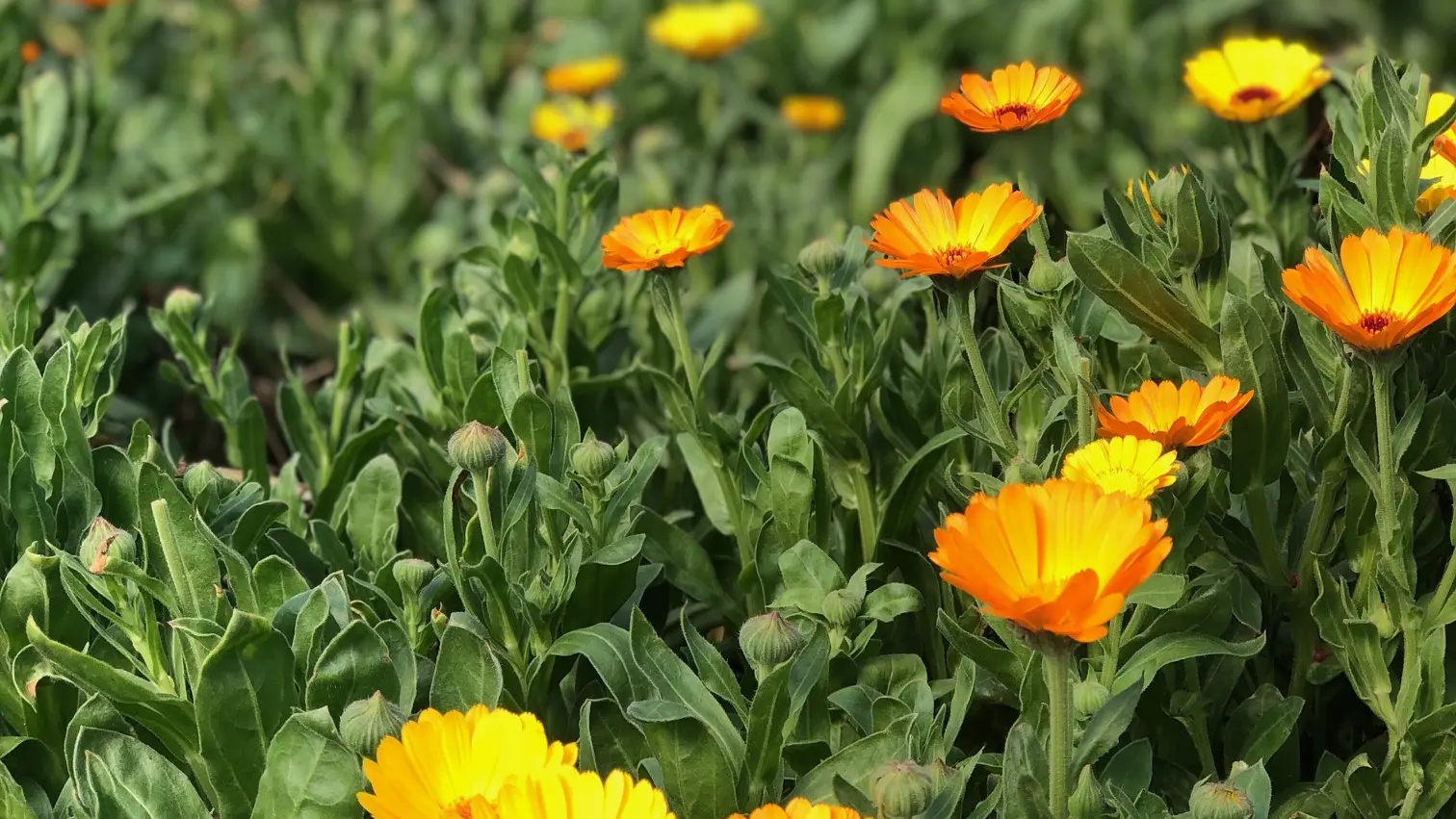 Calendula