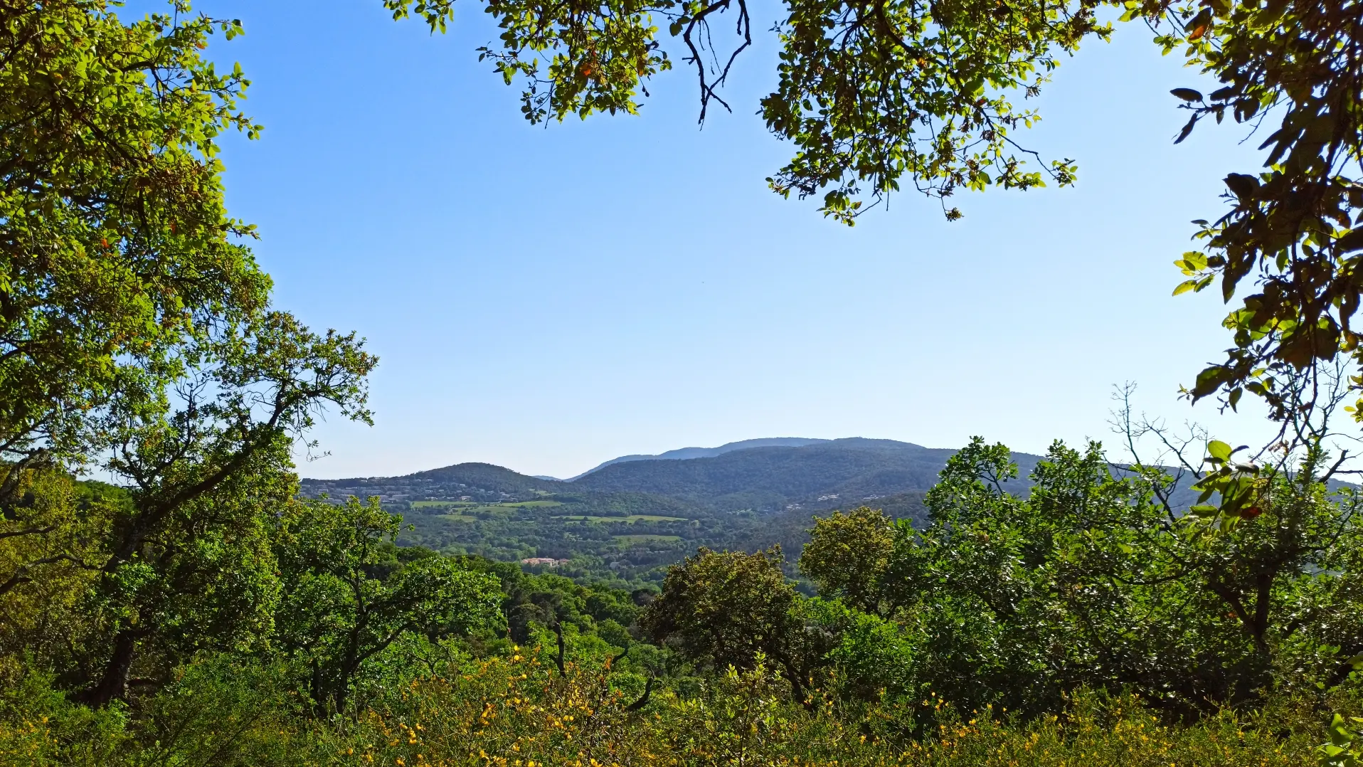 Vue sur les vignes de Chausse sur le sentier de la mer à Gassin https://gassin.eu