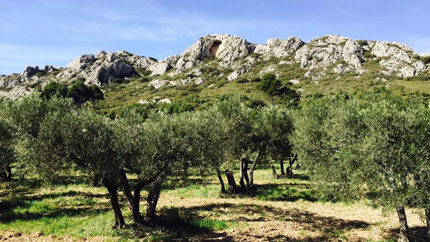 Accompagnateur de randonnées et VTT dans les Alpilles