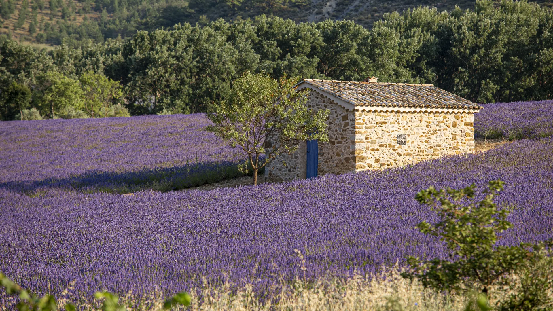 Champs de lavandes en Vallée du Jabron