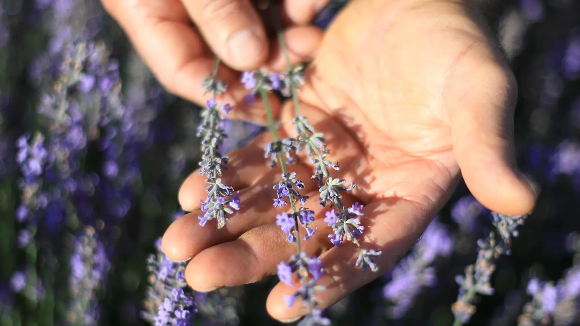 Lavande cultivée et distillée en Auvergne