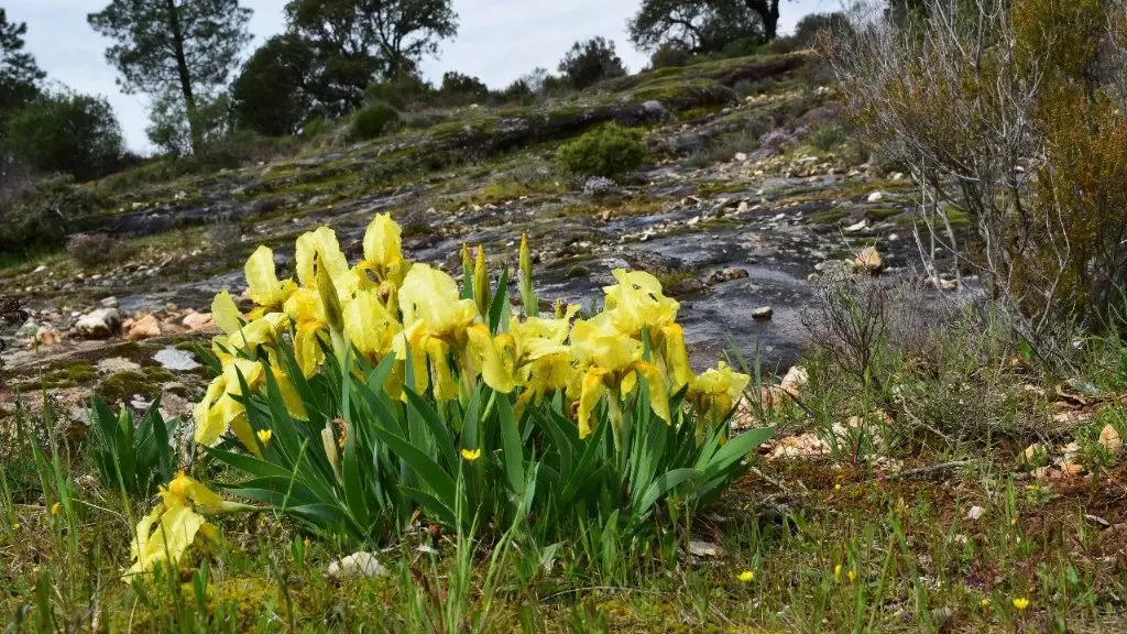 Iris de Provence