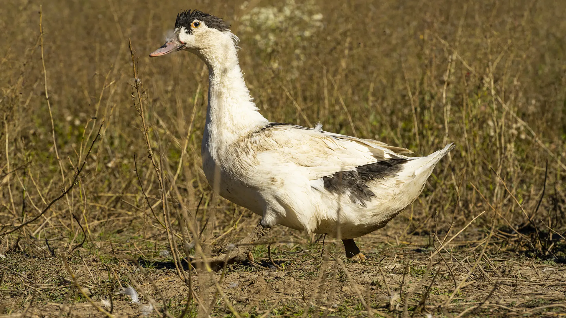 La Robine des Canards