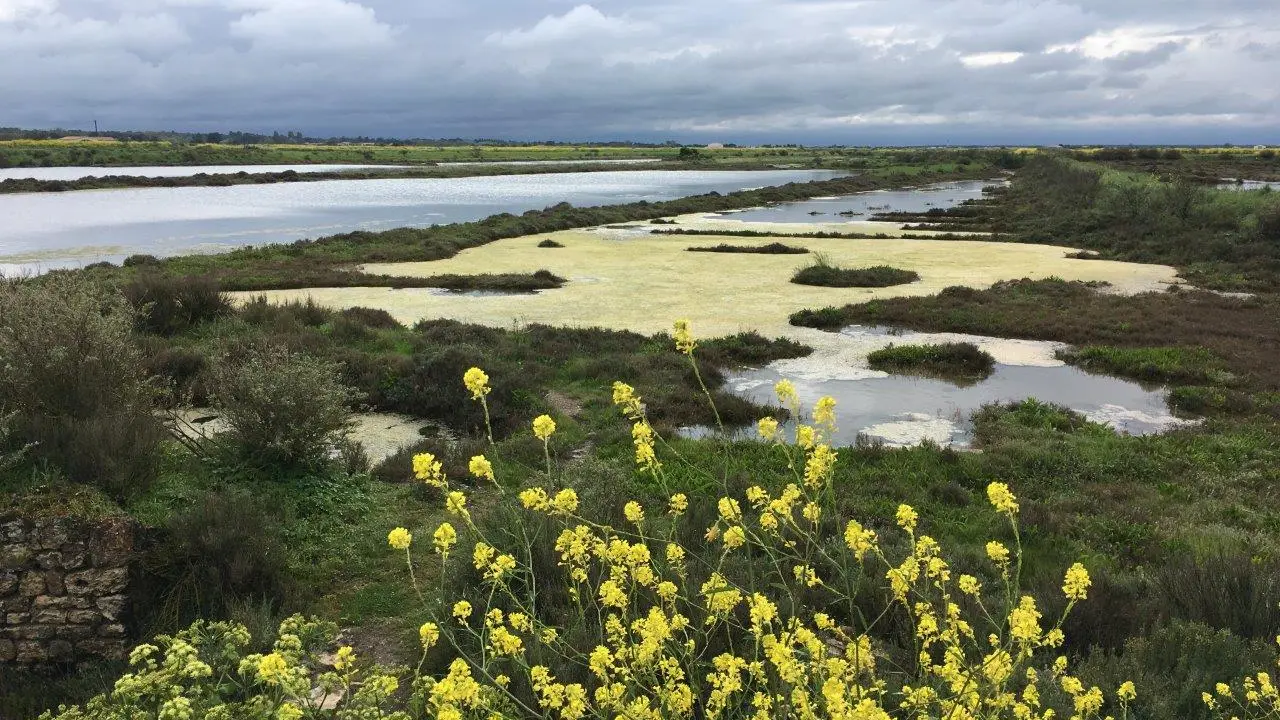 Fauna y flora de los pantanos de Ars