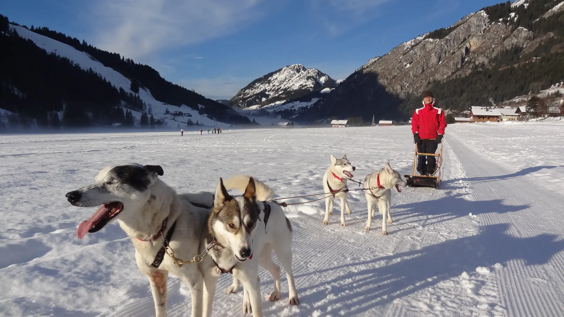 Traineau à chiens