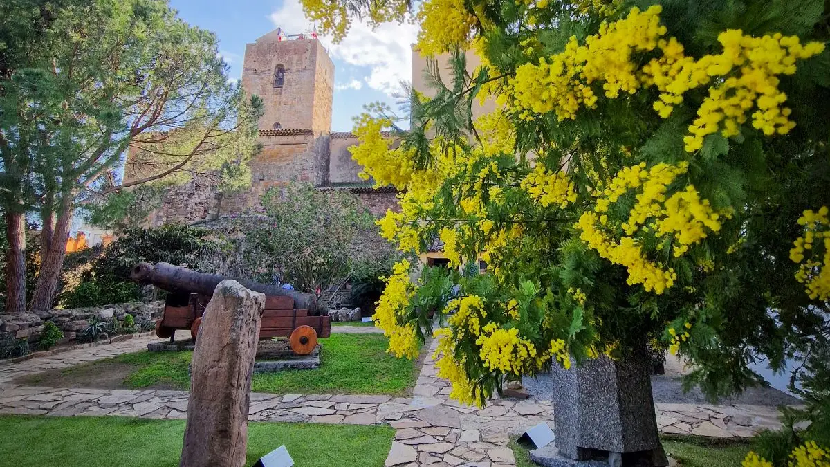 Le mimosa s'invite à Saint-Raphaël