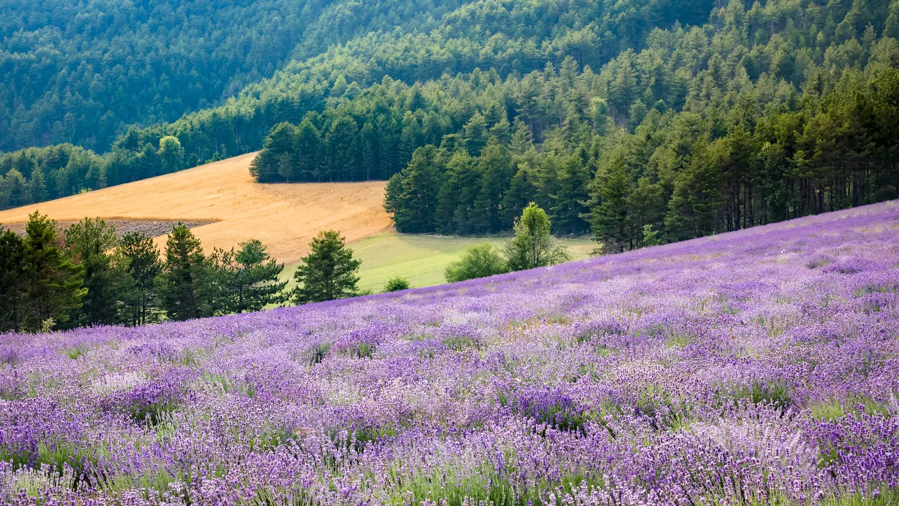 Champs de Lavande La Mure Argens