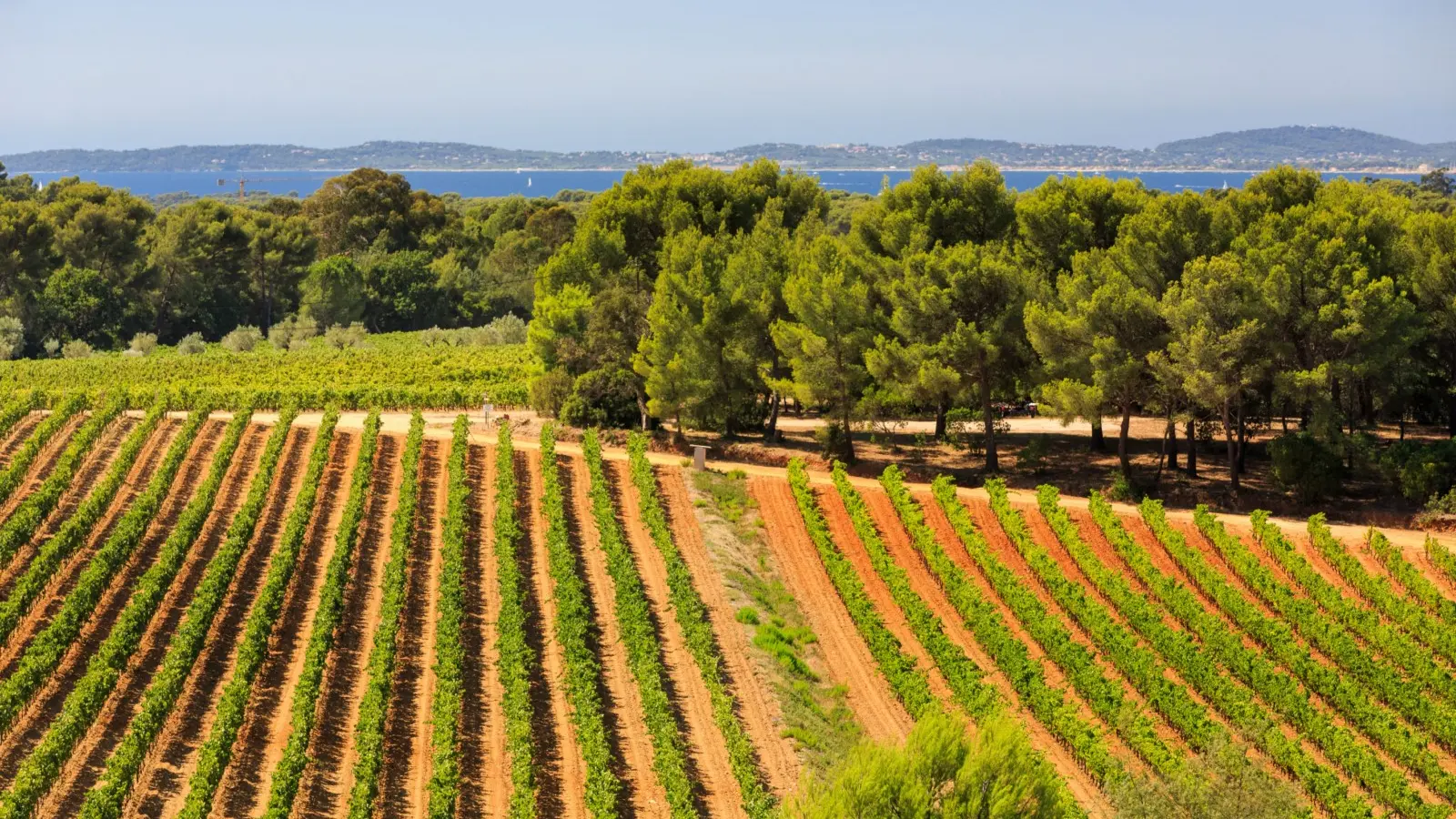 Figuière vineyards