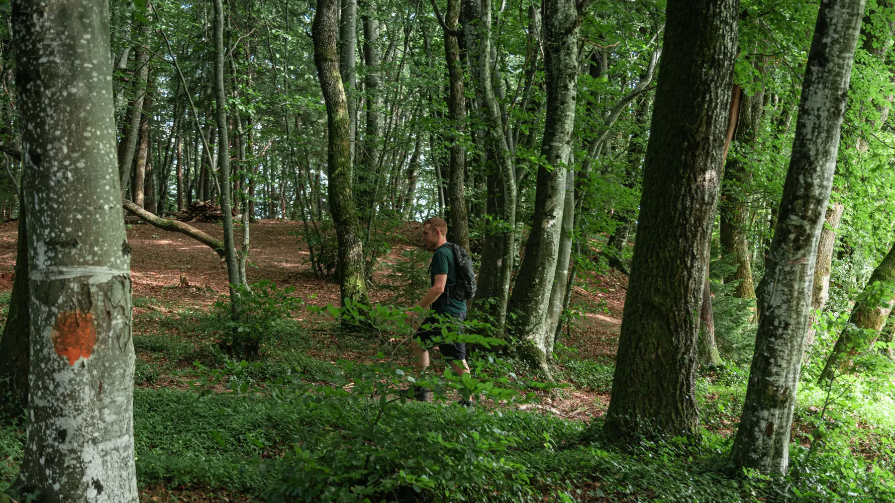 Sentier Combe à la Biche