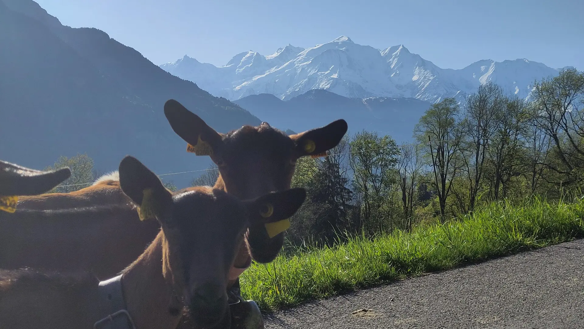 Deux chèvres devant le mont blanc