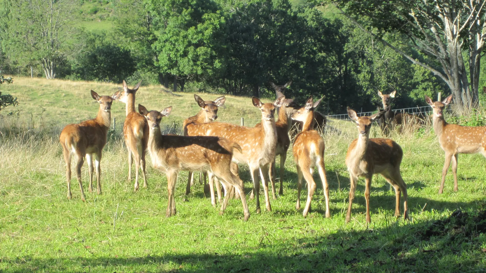 Elevage de cerfs - Loire