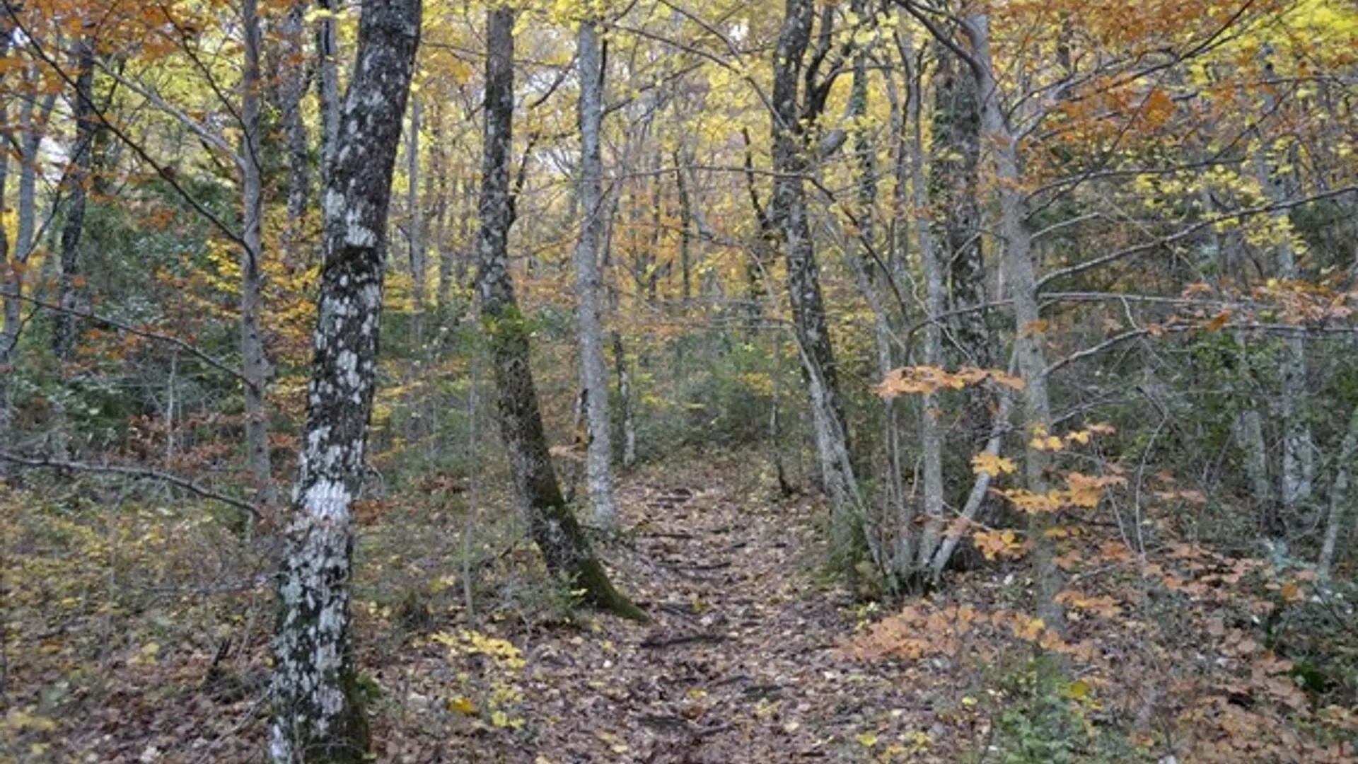 Les couleurs de l'automne du sentier Merveilleux