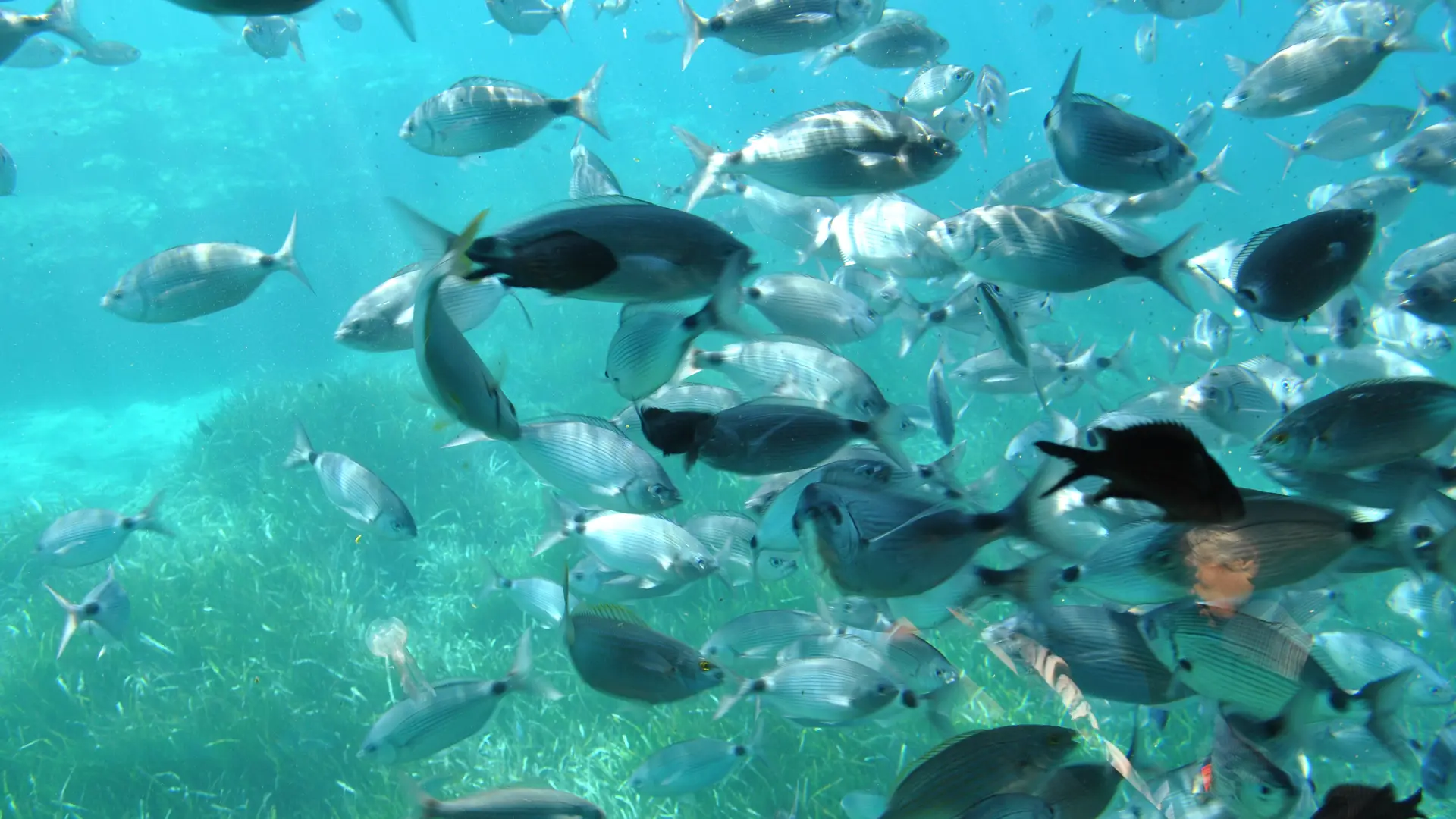 à la découverte des poissons de Méditerranée