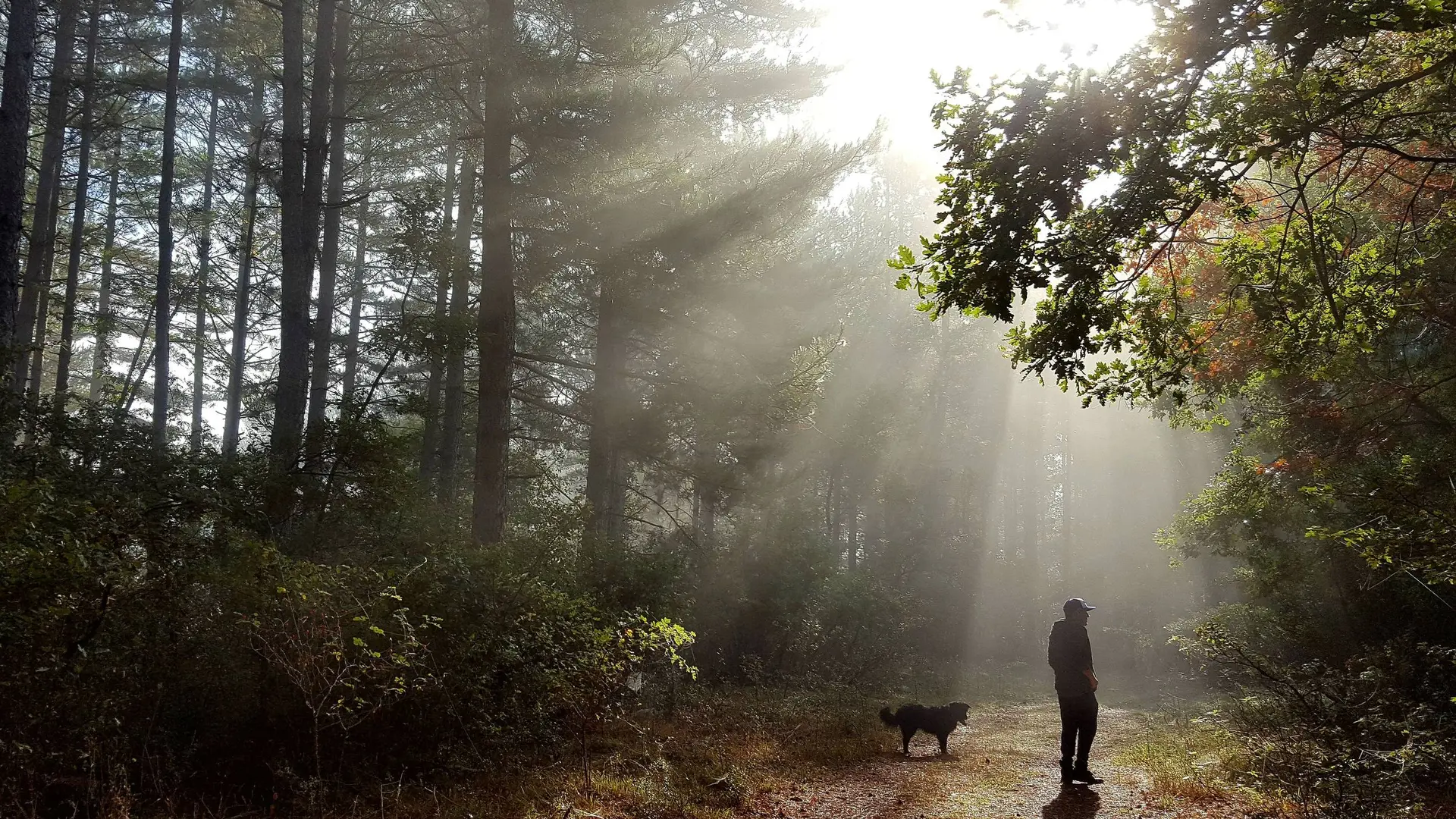 Portion en sous-bois