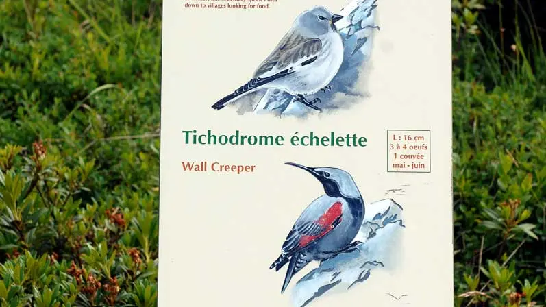 Sentier des oiseaux Châtel