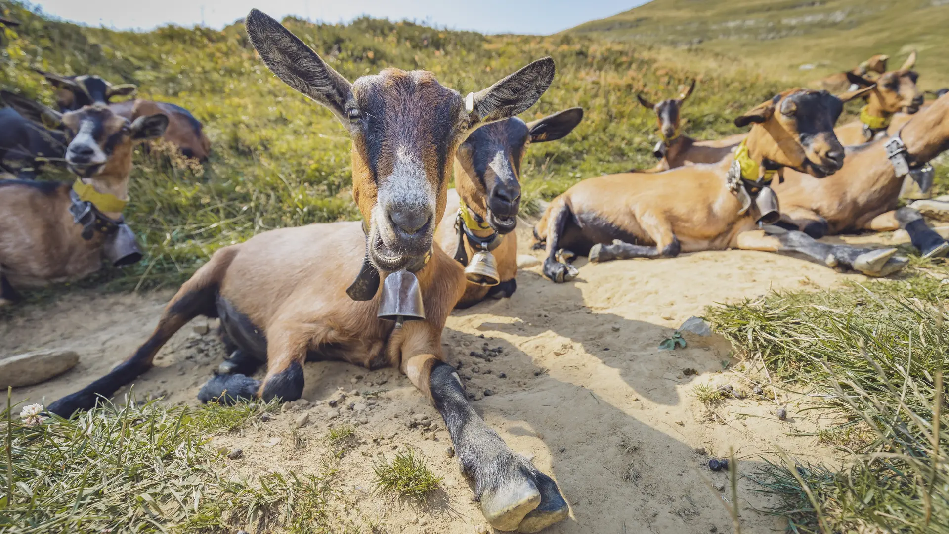 Plateau de Samance au Grand-Bornand