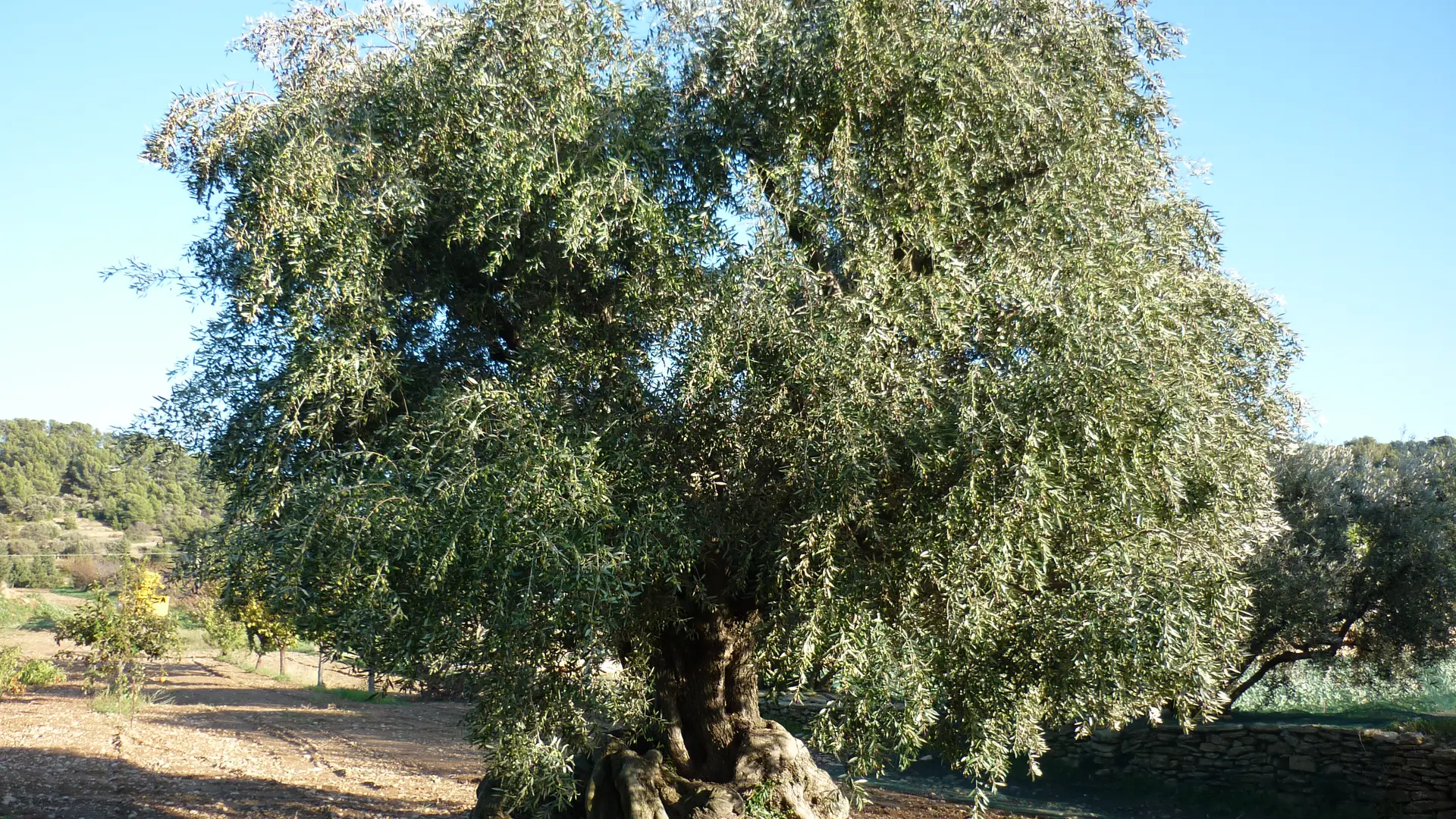 Domaine L'Olivade