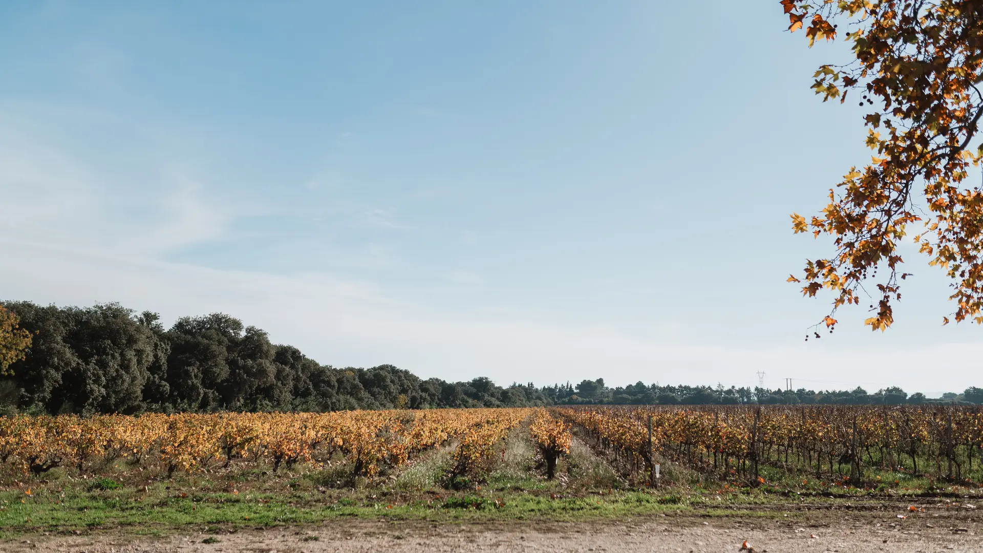 Vignes du domaine du Clos des Saumanes