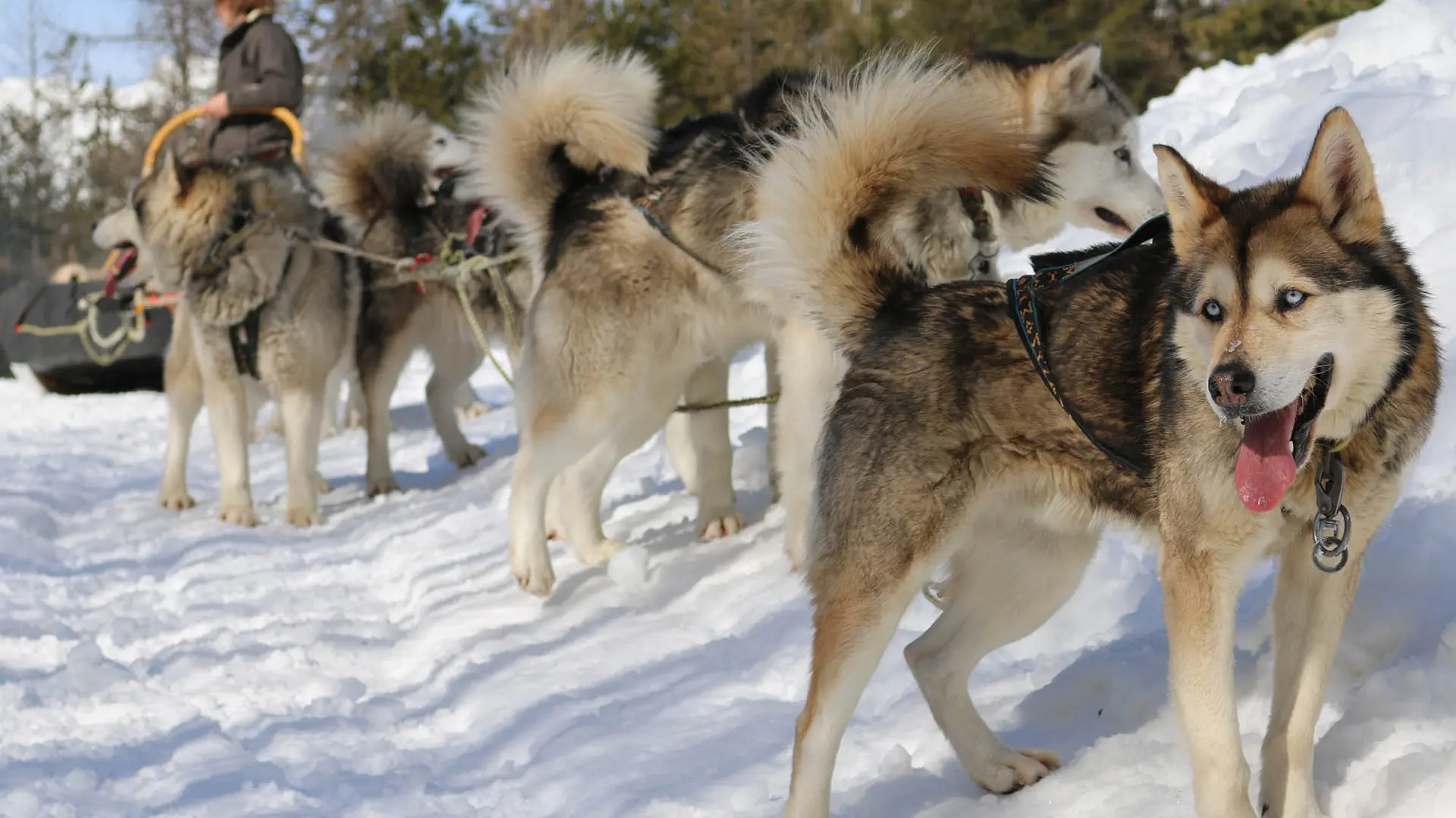 Montagnes d'Ubaye - Chiens de traineau