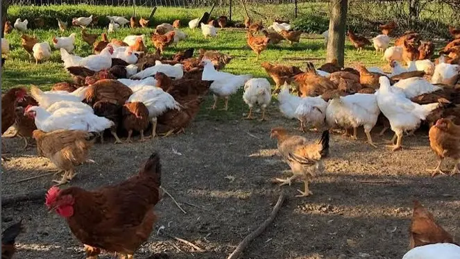 Poulets en liberté