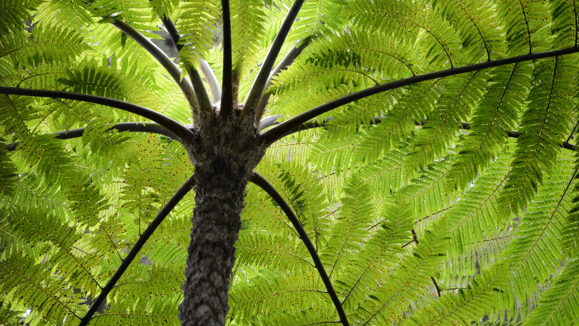 Fougère arborescente ( Alsophila lepidotricha)
