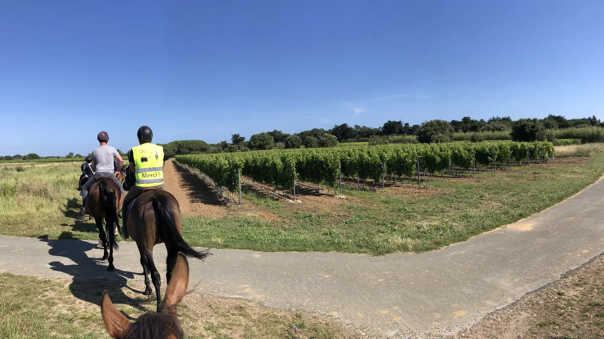 Balade à cheval dans les vignobles