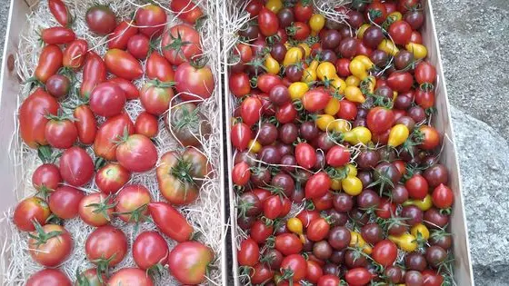 Le Potager des Libres Fées