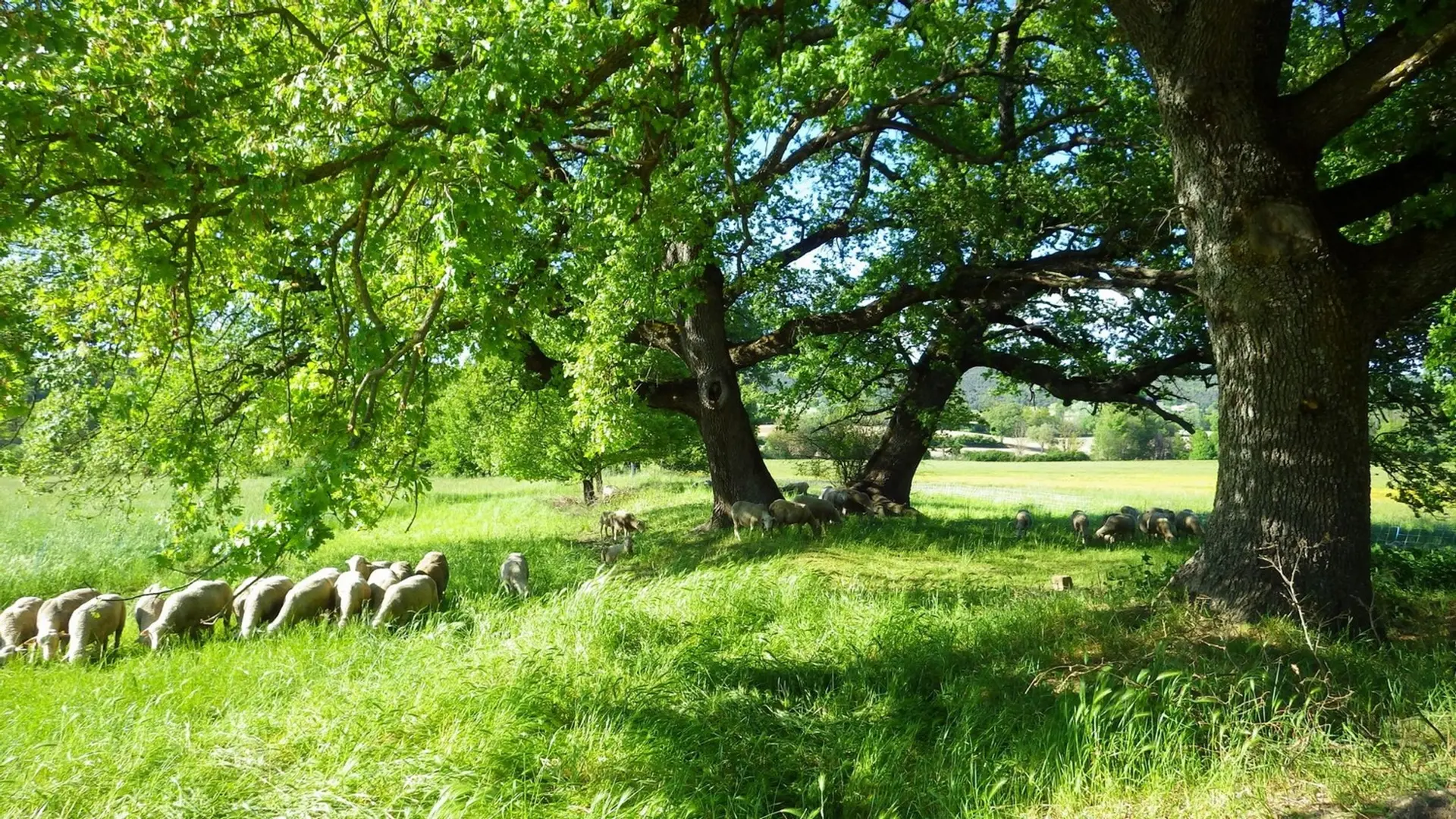 Prairies de la vallée de l'Encrême