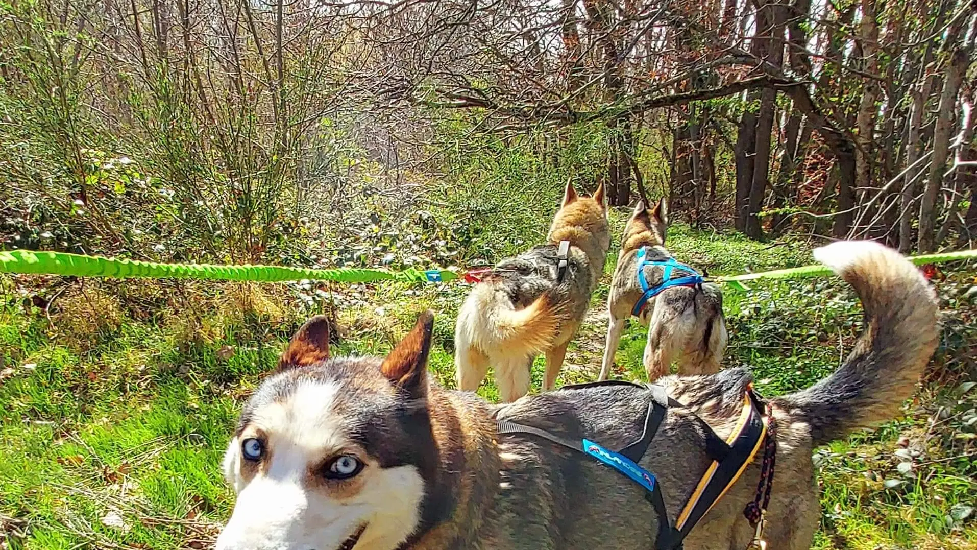 Chien de traineaux