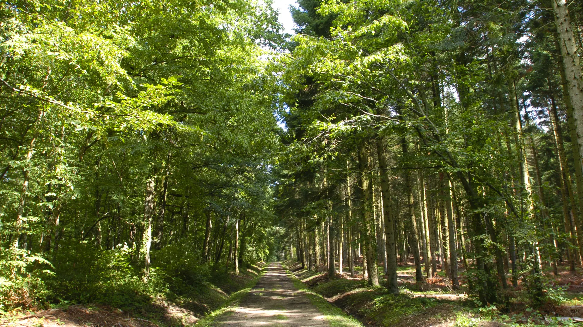 forêt de la Comté