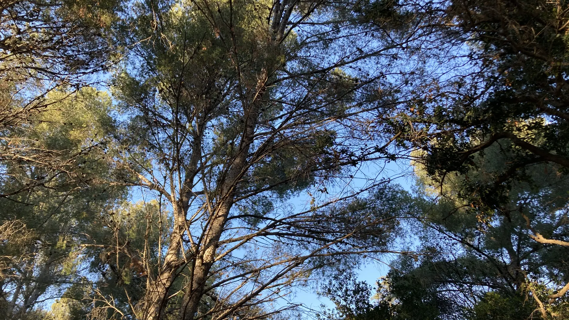 Parc du Canet_Bandol