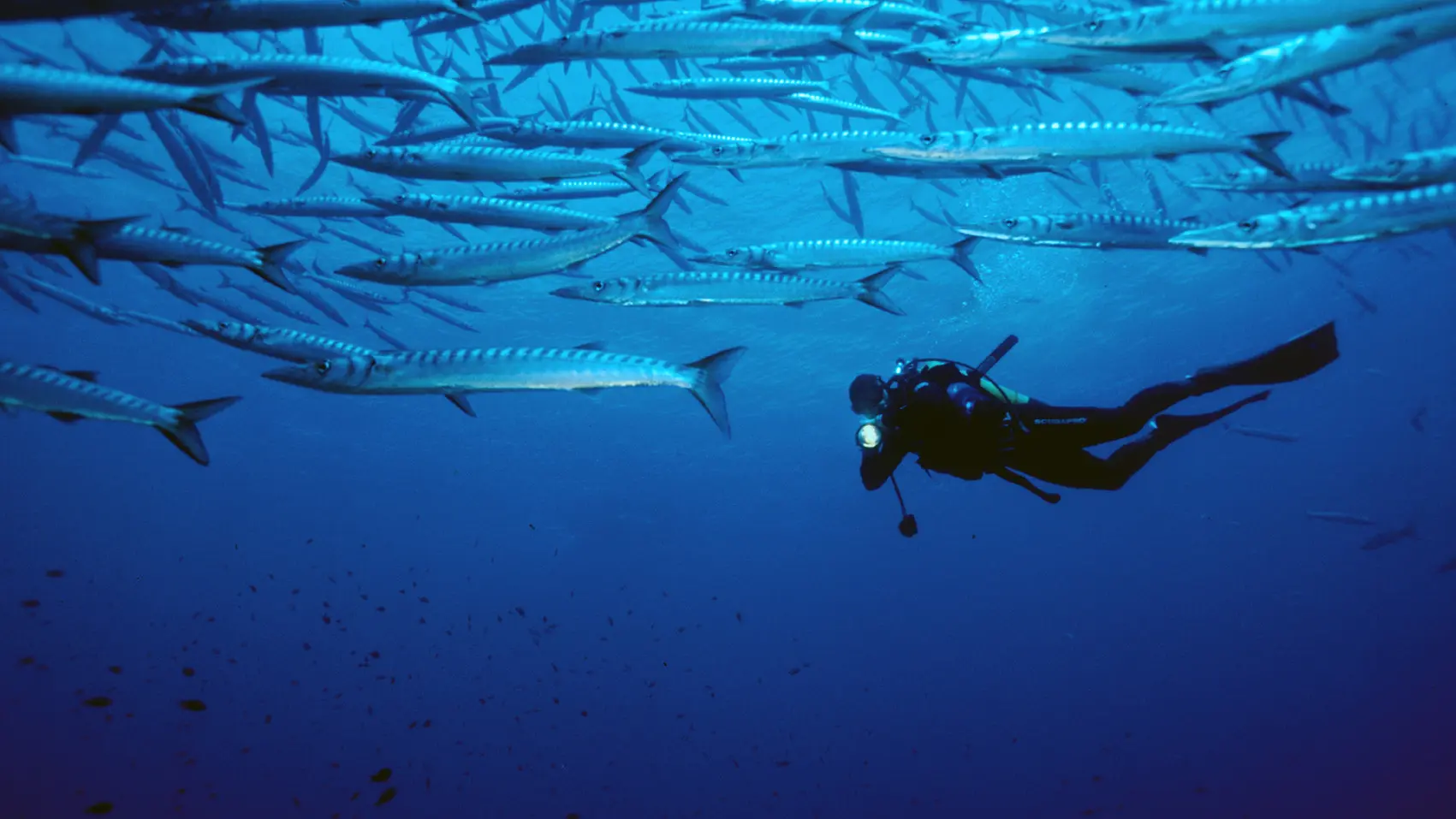 Plongeur avec barracudas