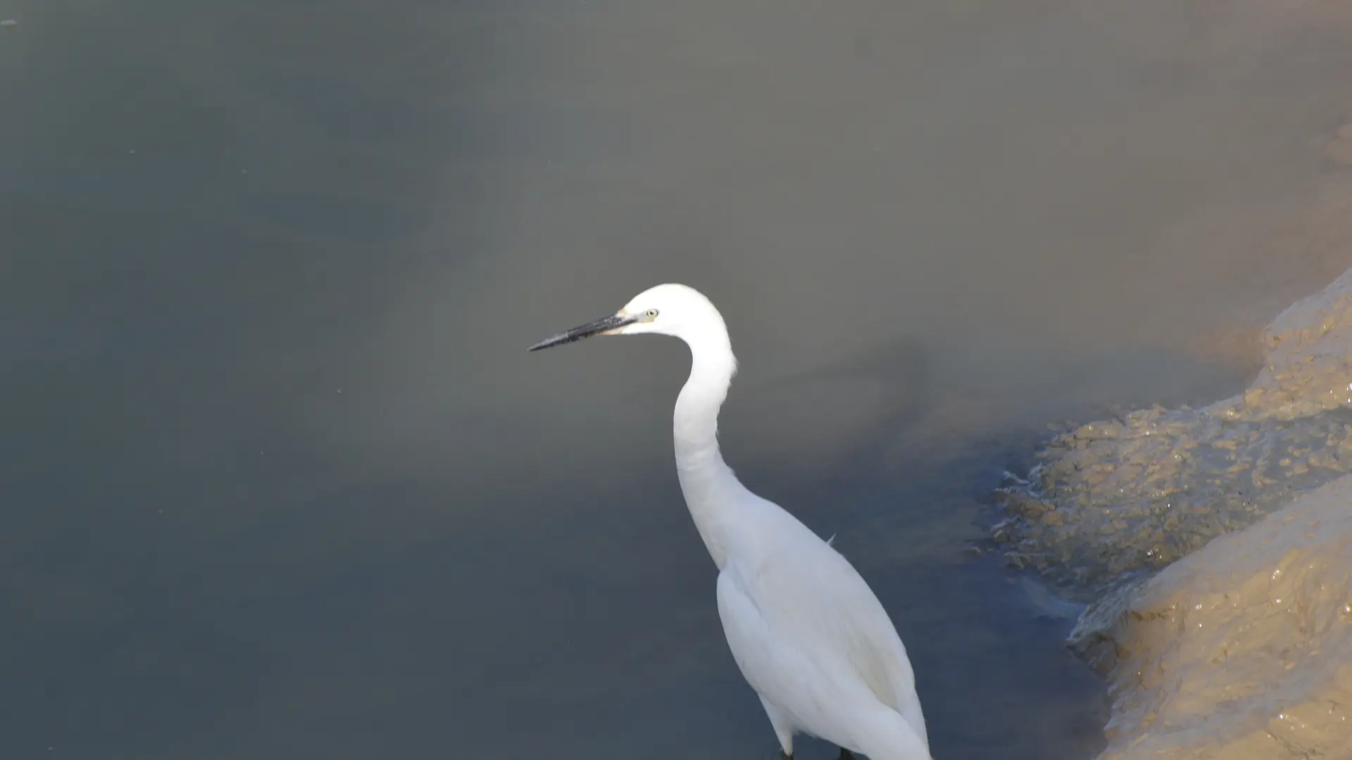 Aigrette Garzette