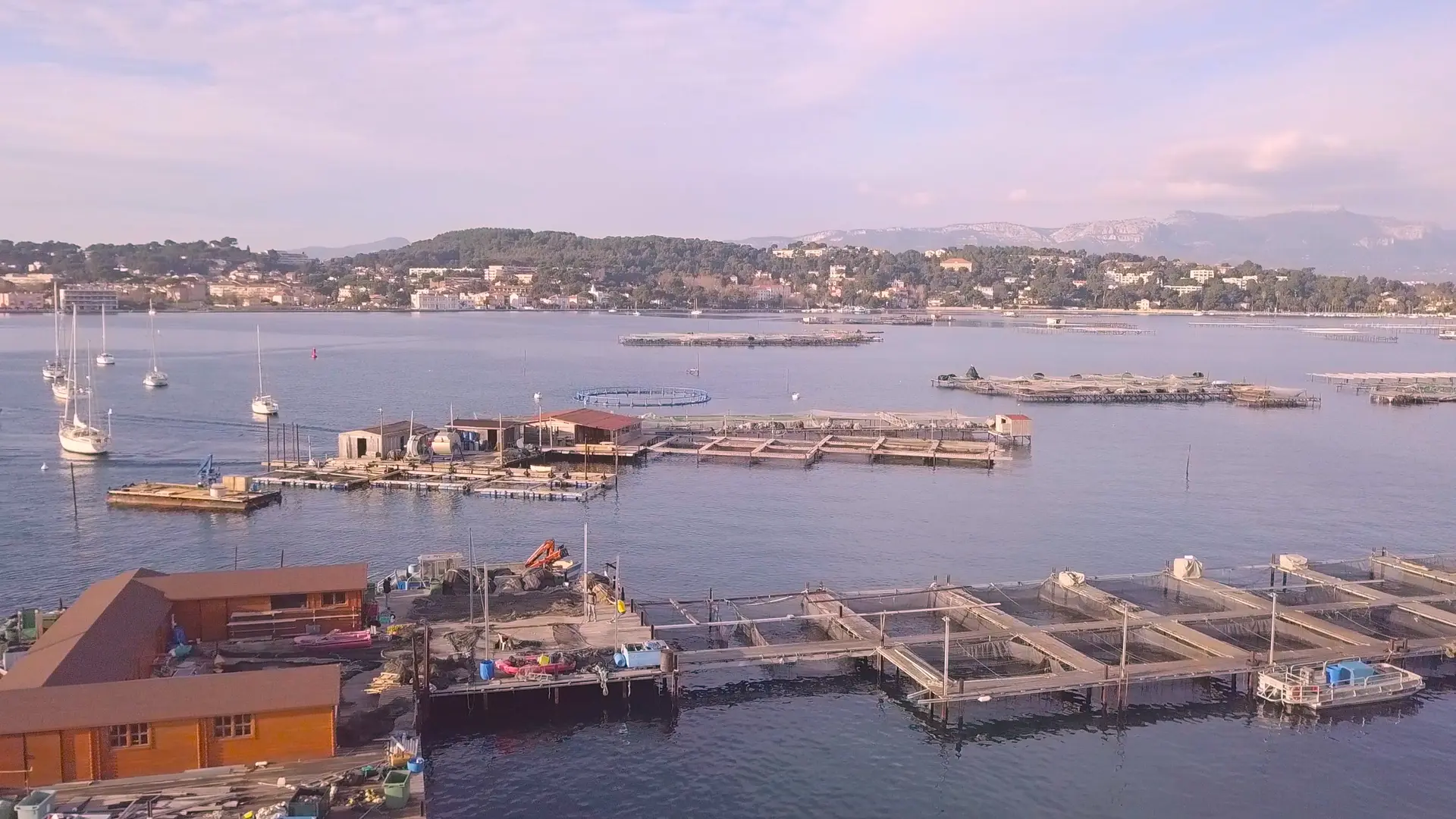 Elevage et vente de loups, daurades et poissons de la baie de Tamaris