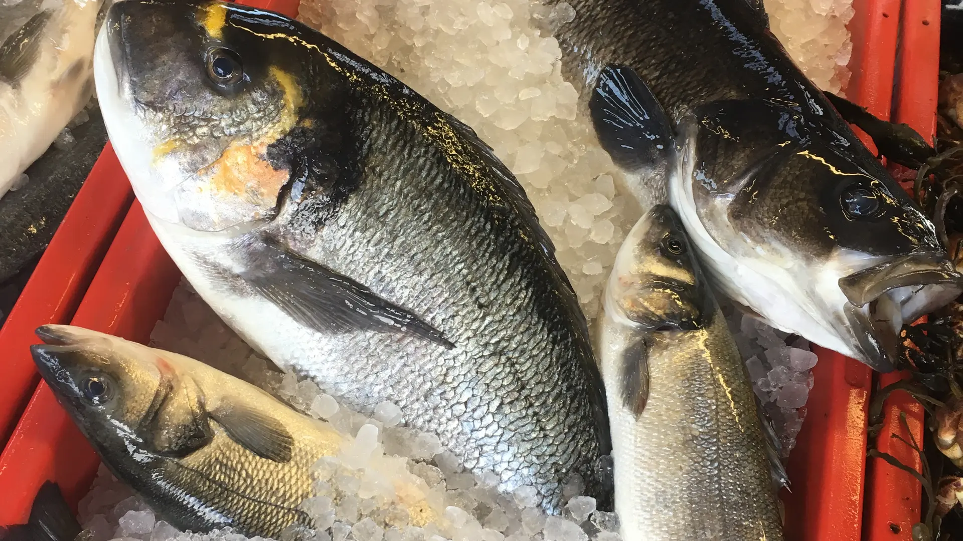 Elevage et vente de loups, daurades et poissons de la baie de Tamaris