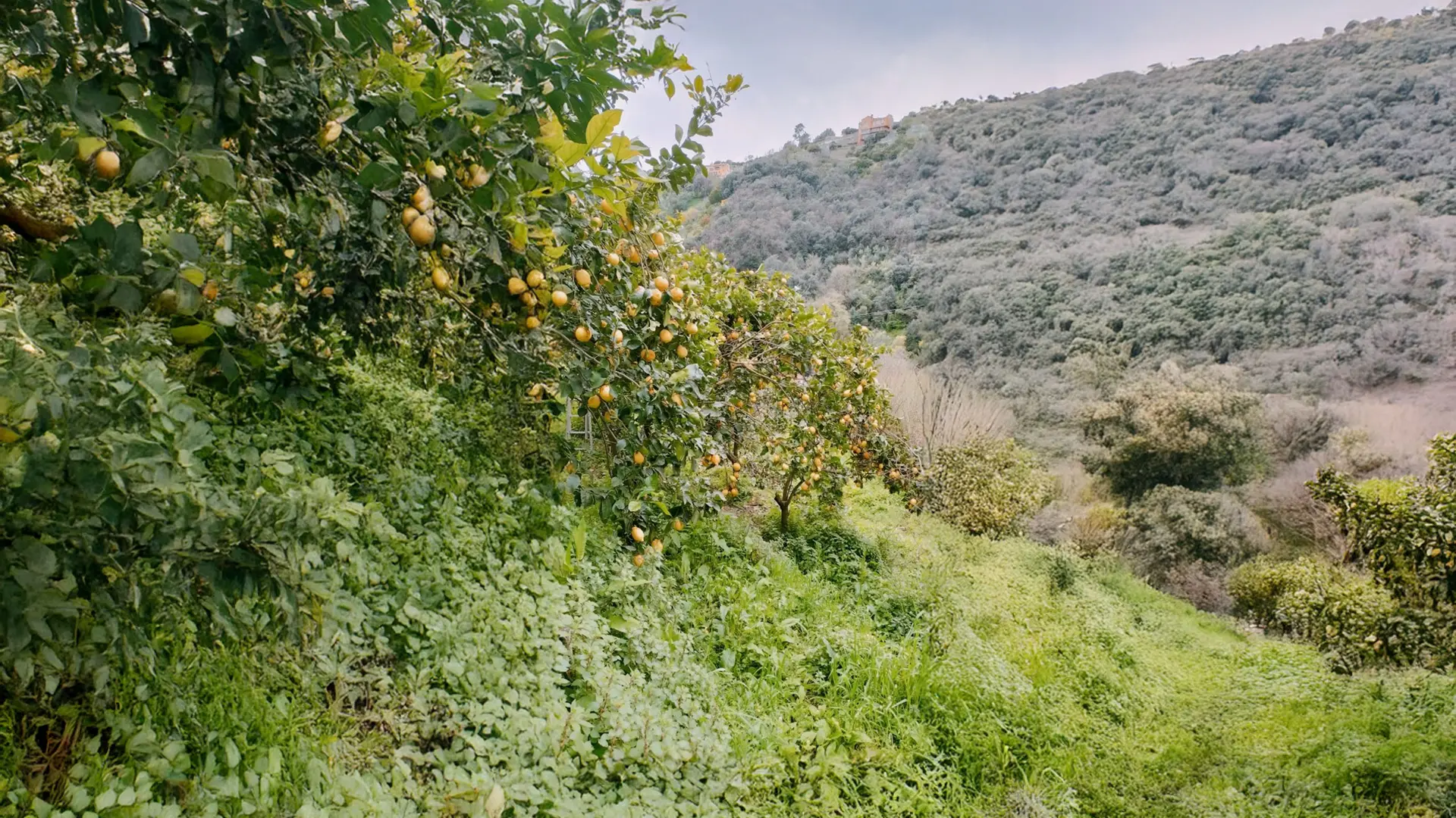 Citronnier dans un champs, photo initiale en format portrait, suite du paysage réalisé par l'IA