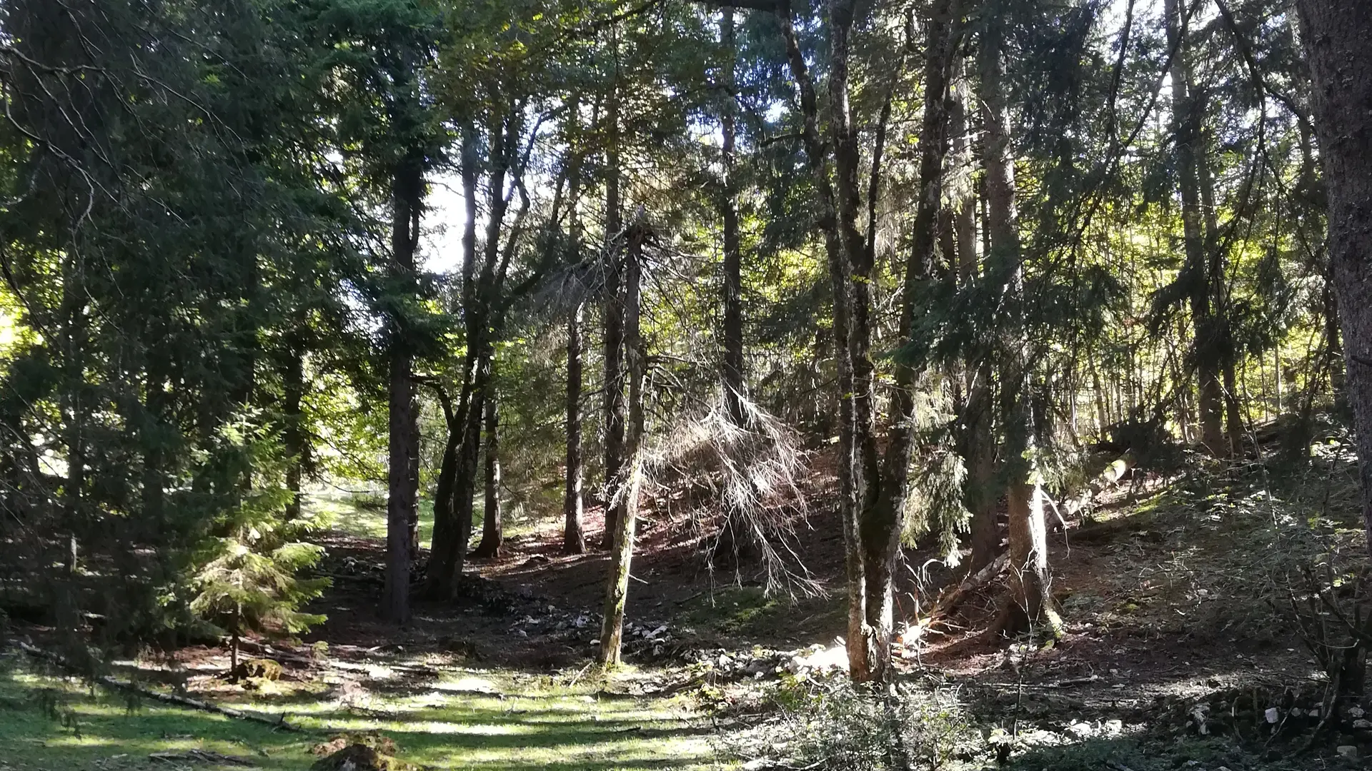 Bain de Forêt avec Activ'Plein Air