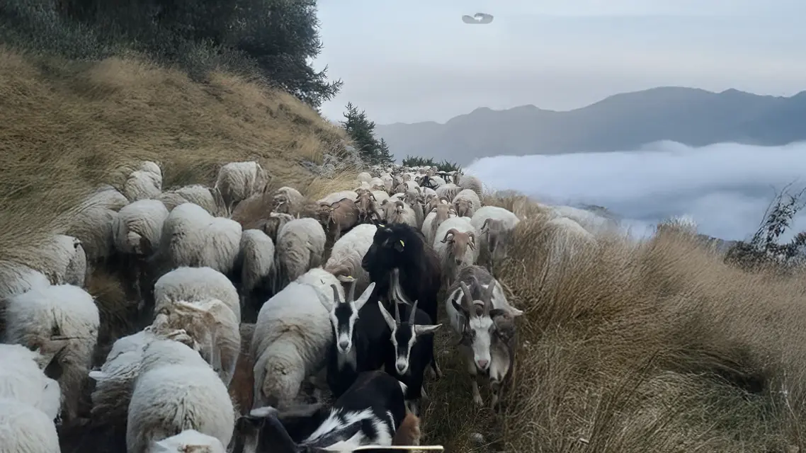Troupeau de Brebis Brigasque au bord d'un falaise