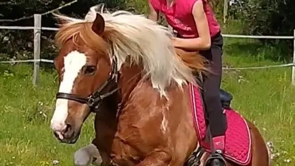 Apprentissage à poney et cheval