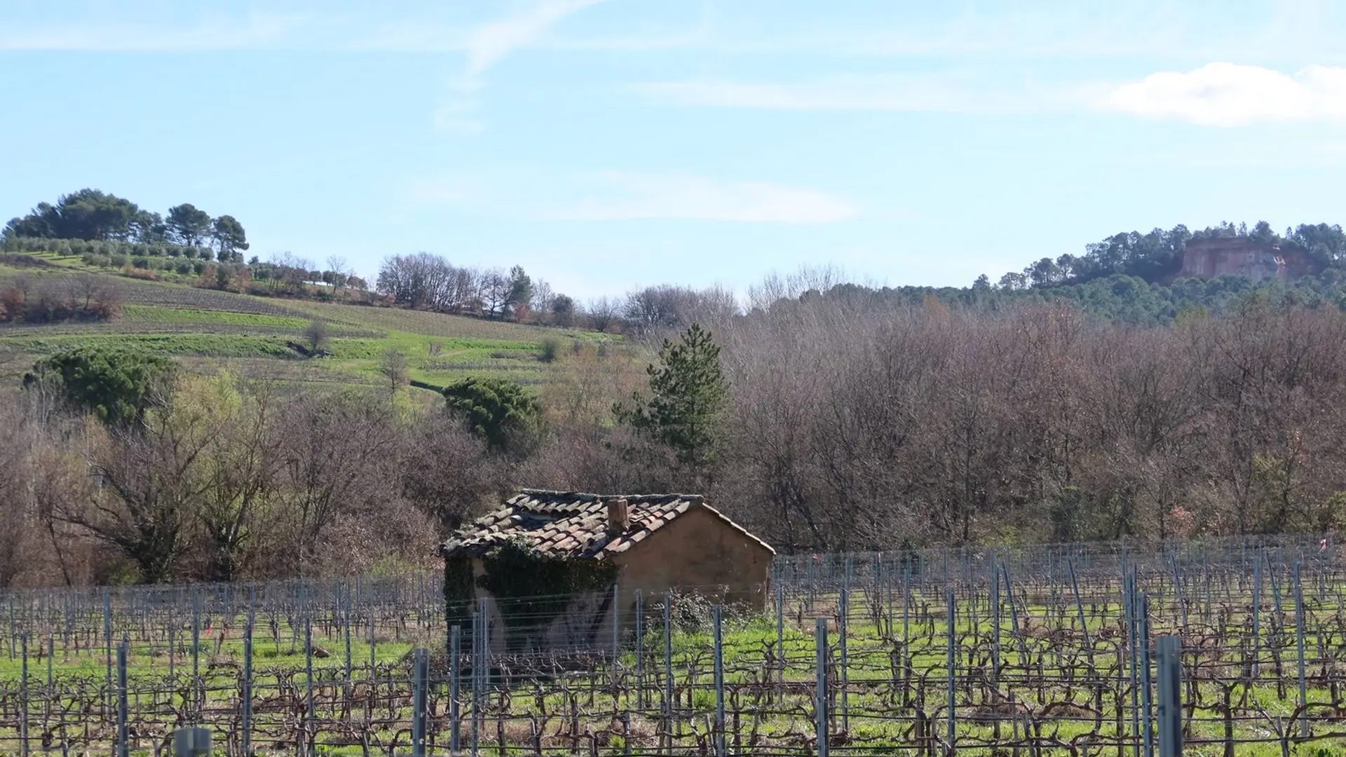 Entre vignes et oliviers de Roussilon