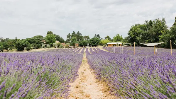 Visite d'un champ de Lavande Aix en Provence