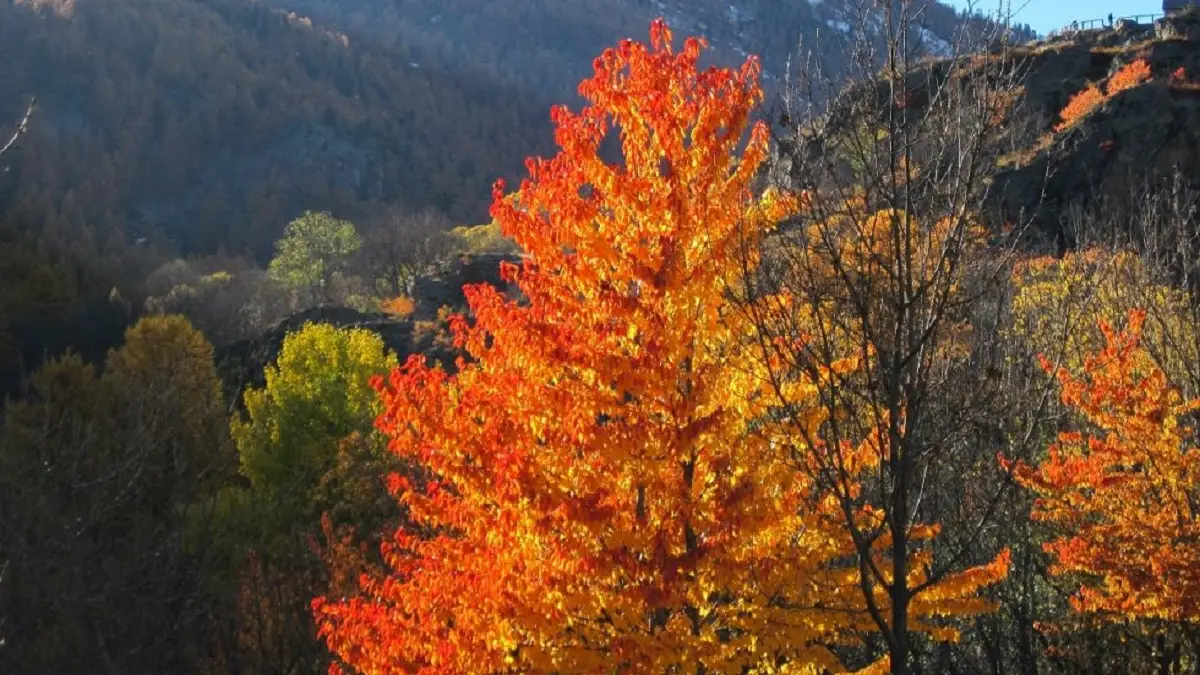 Couleur d'auromne