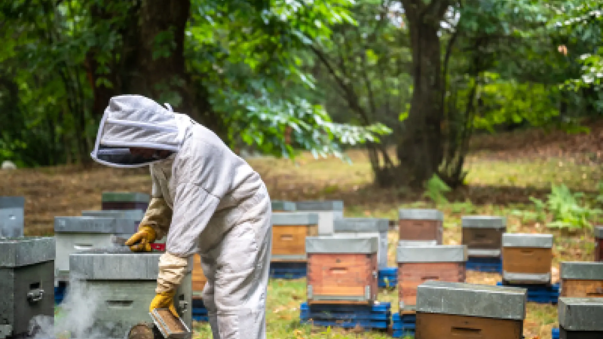 Le Rucher de Lagarde