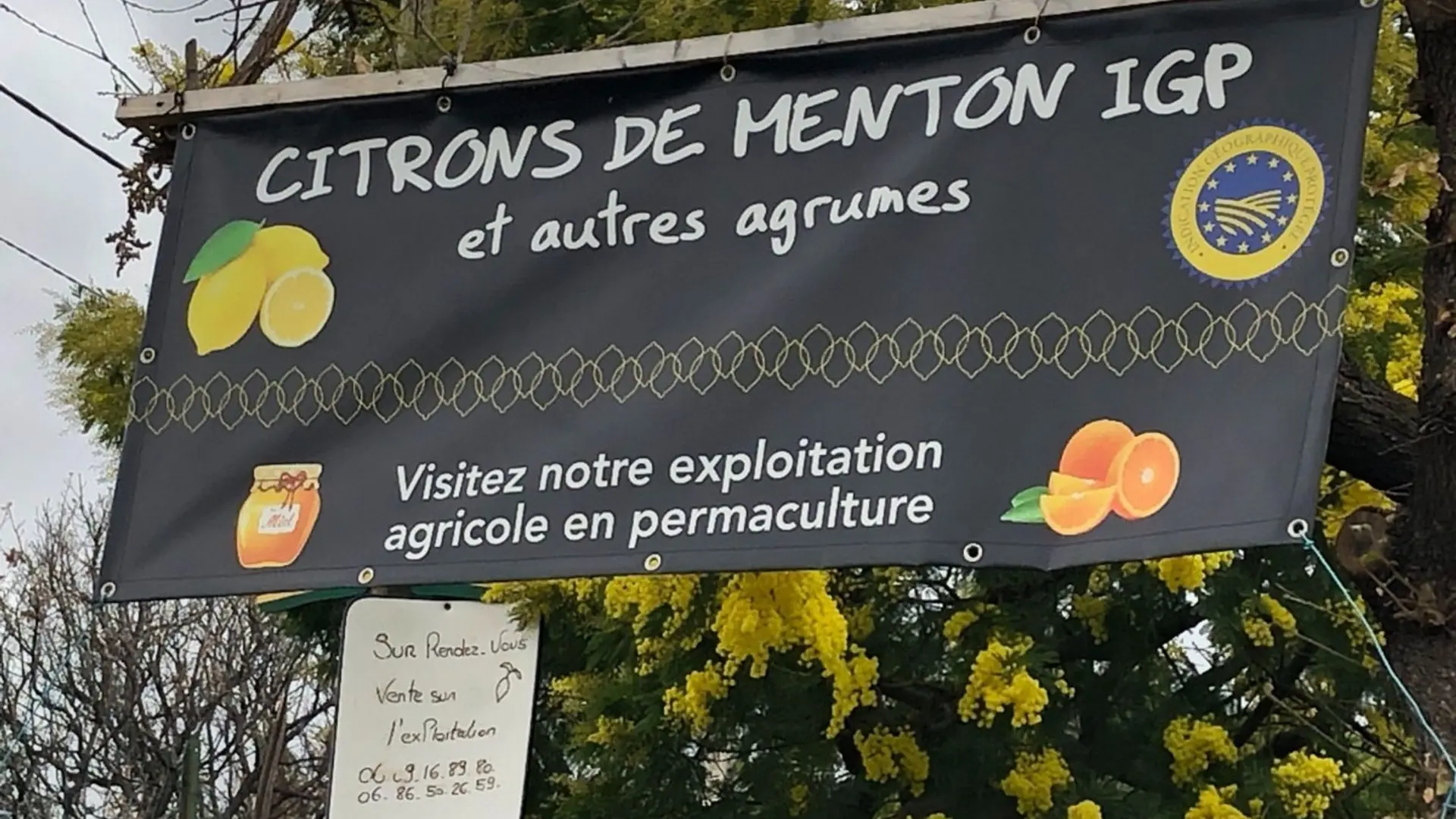 Producteur de citron de Menton IGP