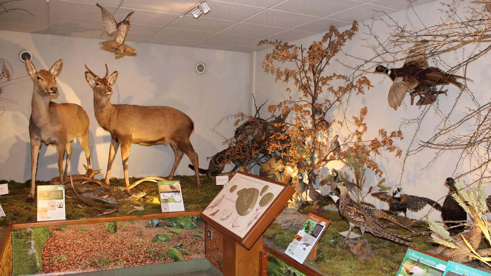 Animaux de nos forêts