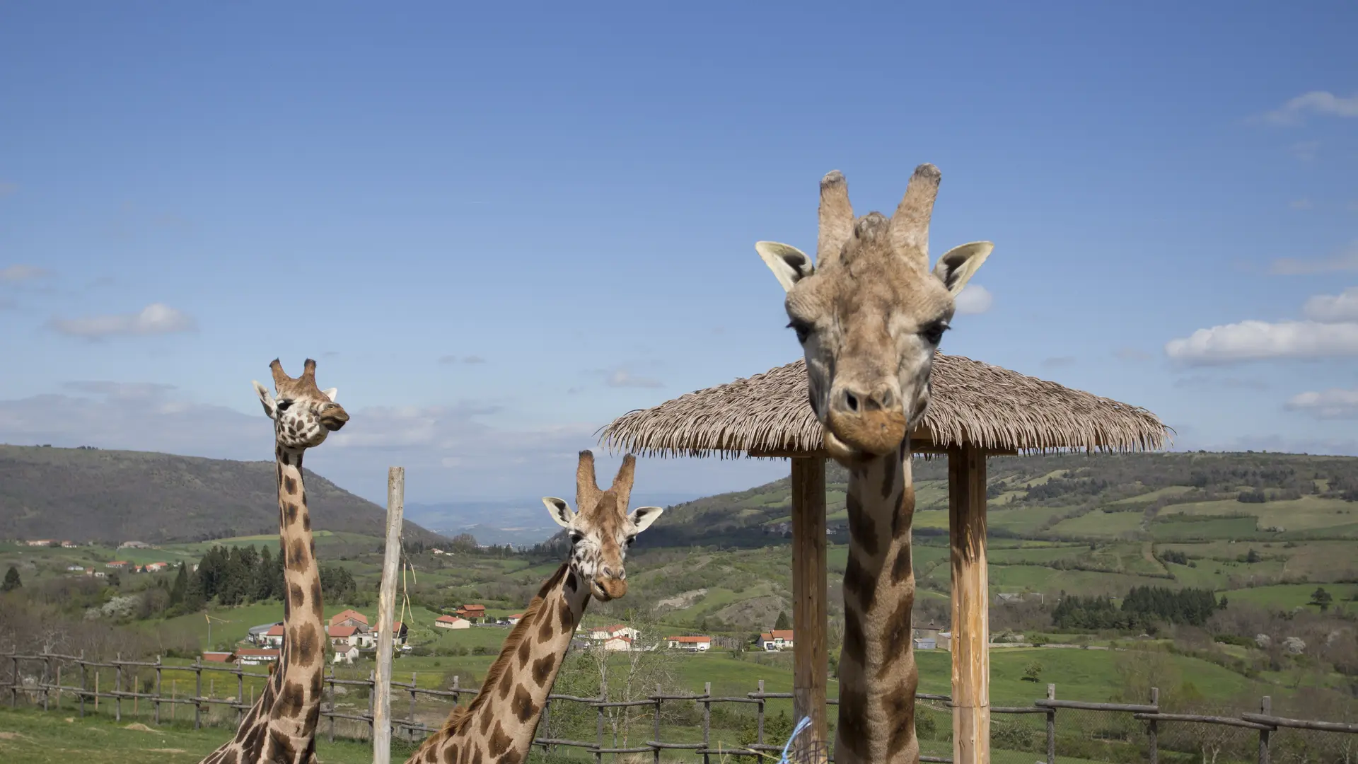 girafes